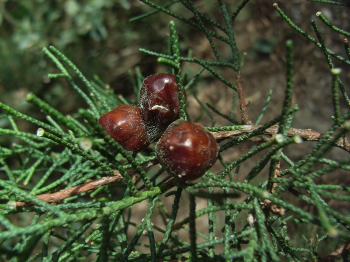 Juniperus phoenicea L. subsp. turbinata